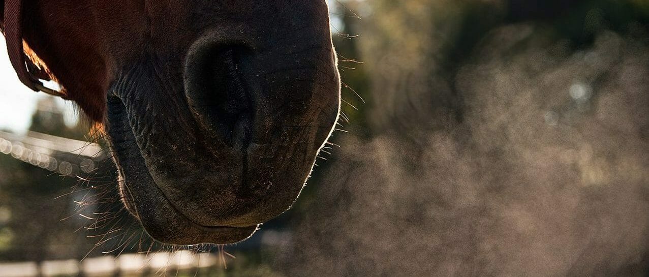 What the Studies Say About Equine Asthma and Omega-3 - Wellpride